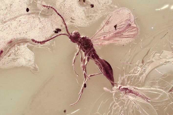 Rare Fossil Wasp (Ismaridae) and Gall Midge In Baltic Amber #325372